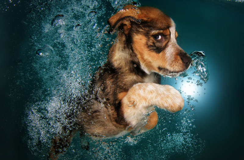 Illustration for article titled There's NOTHING cuter than these puppies swimming underwater